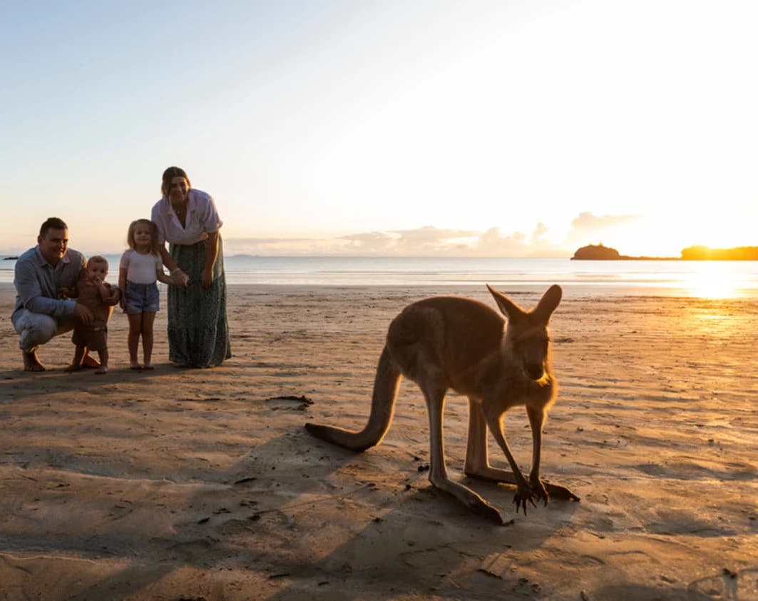 Kangaroos on the beach at Cape Hillsborough