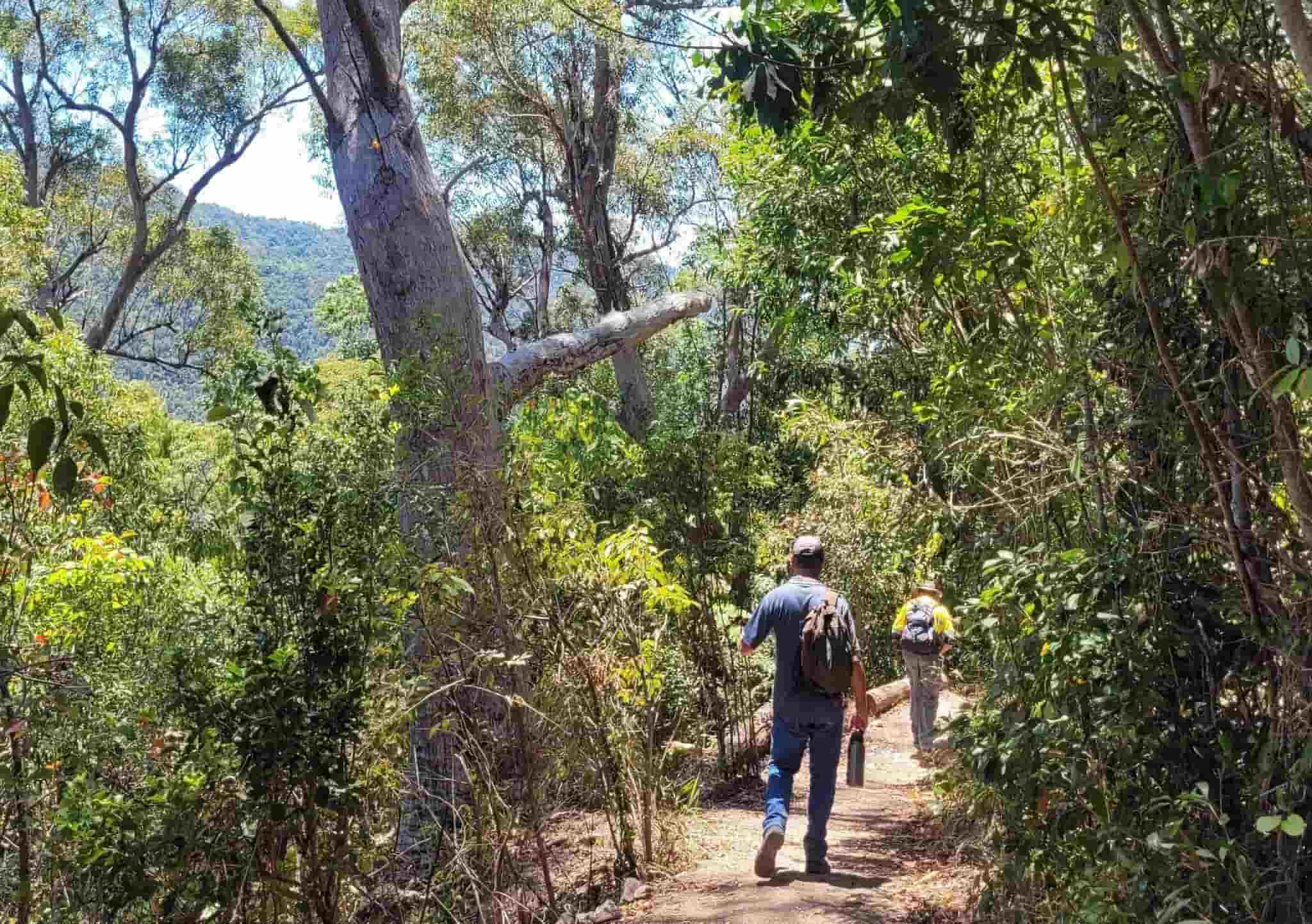 Mt Rooper